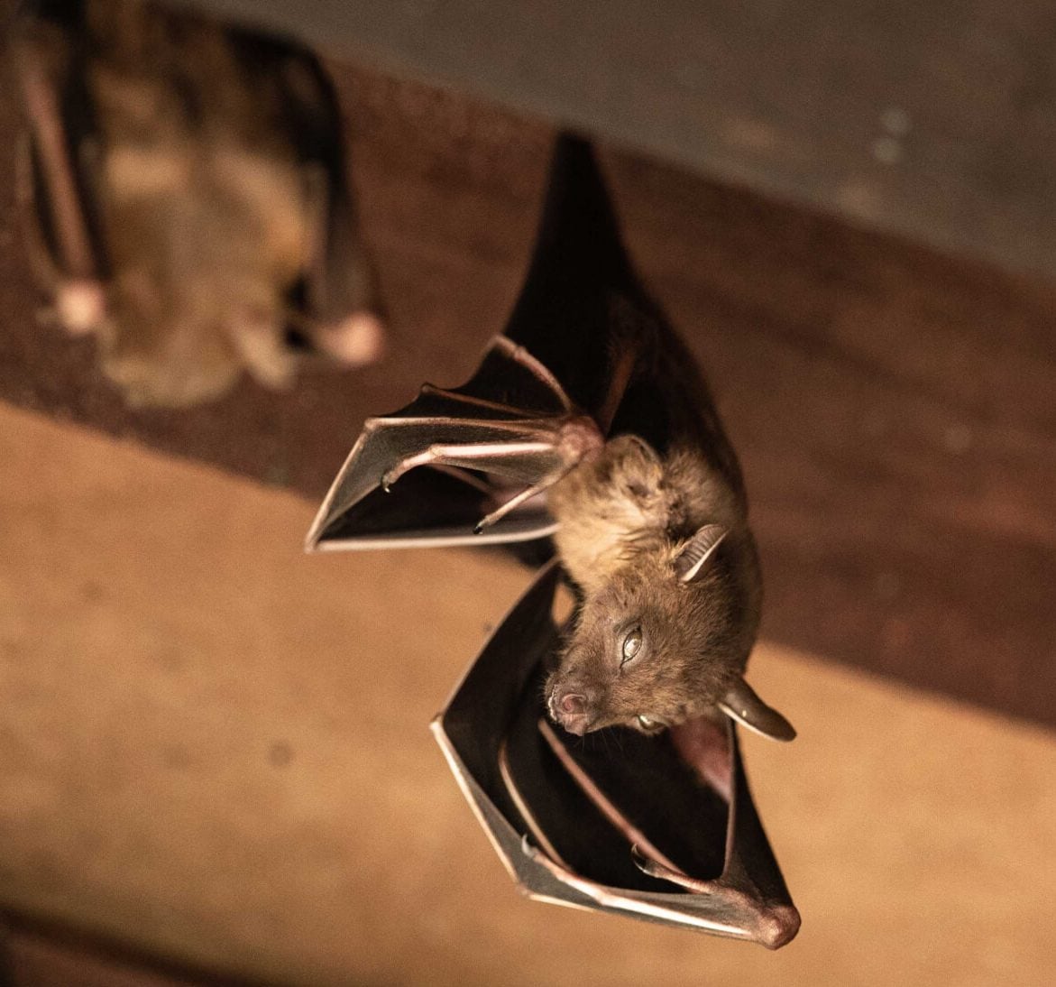 Wildlife-Bats in Lansing